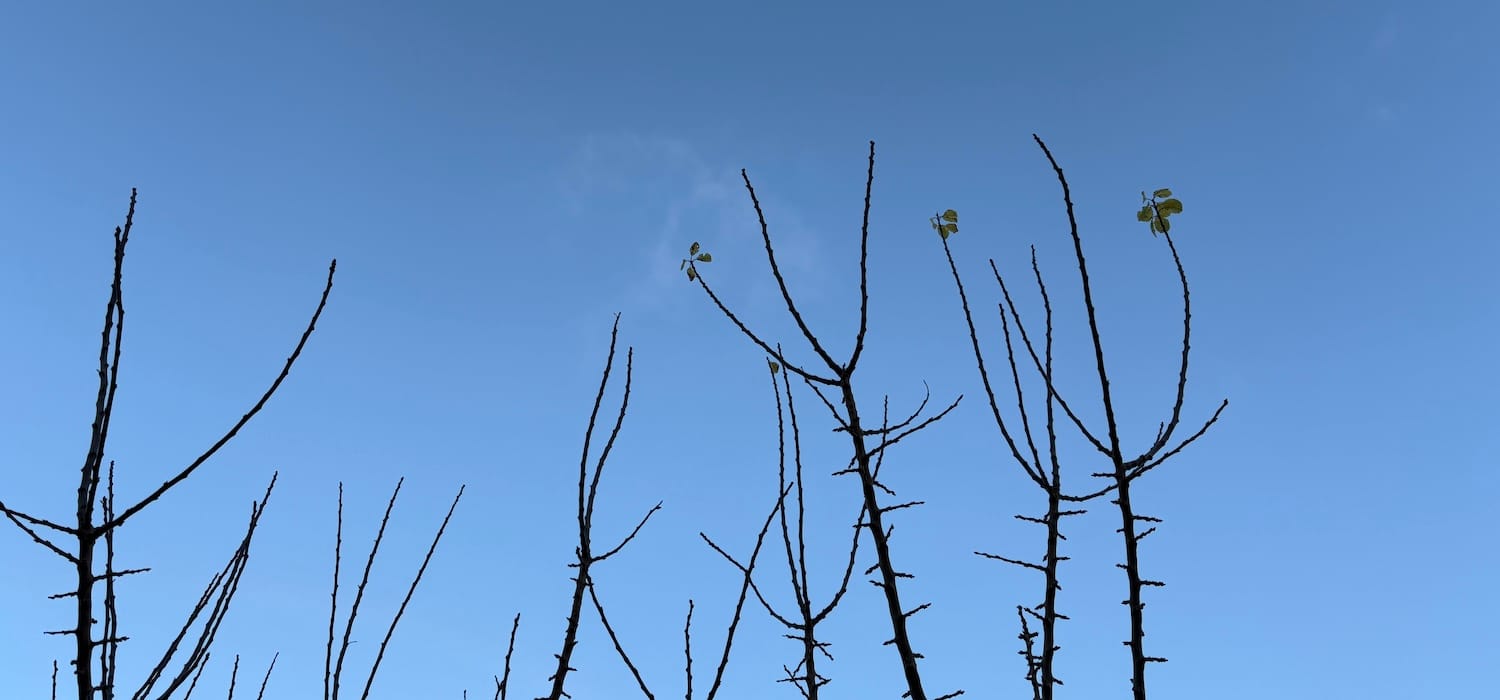 Tree branches against a blue sky