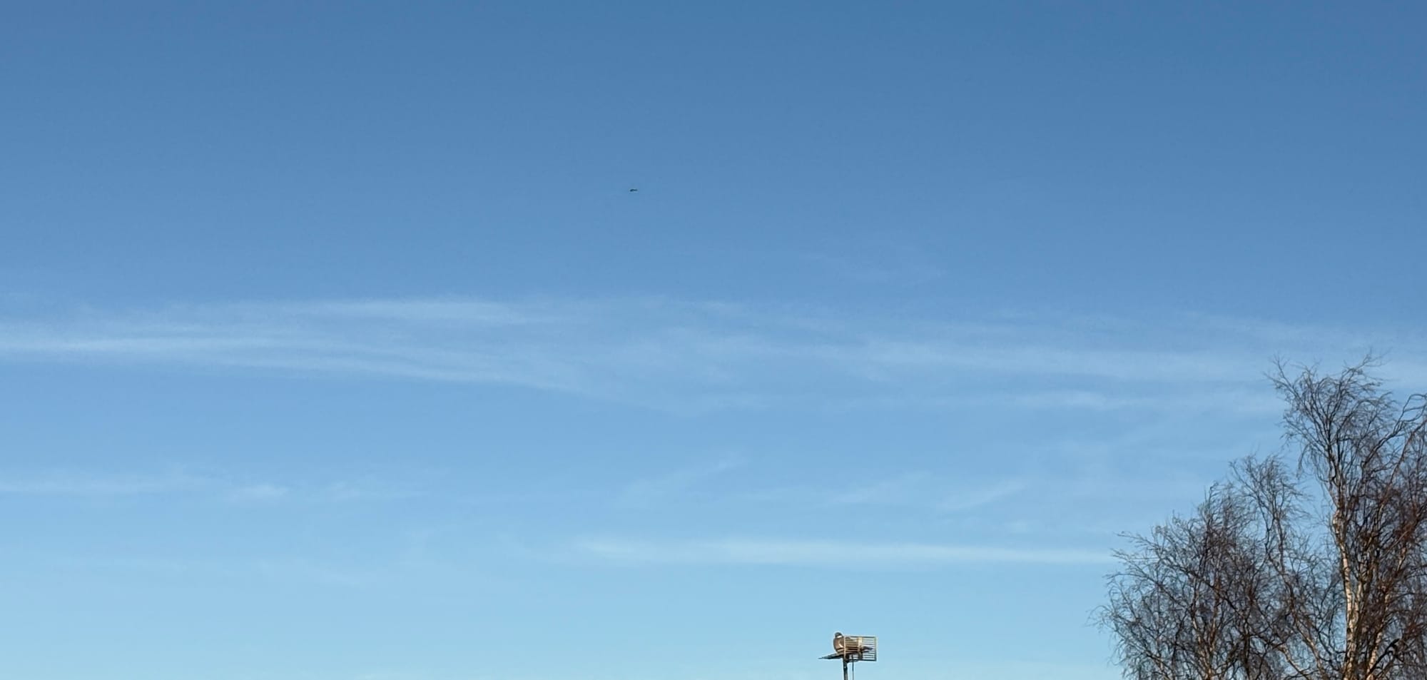 Blue sky, tree, pigeon on a TV aerial